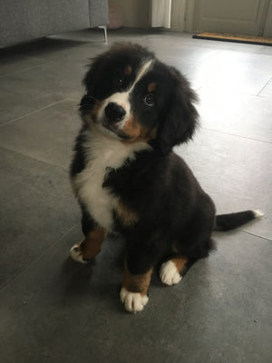 Natalie P., Kansas, Dog Mom