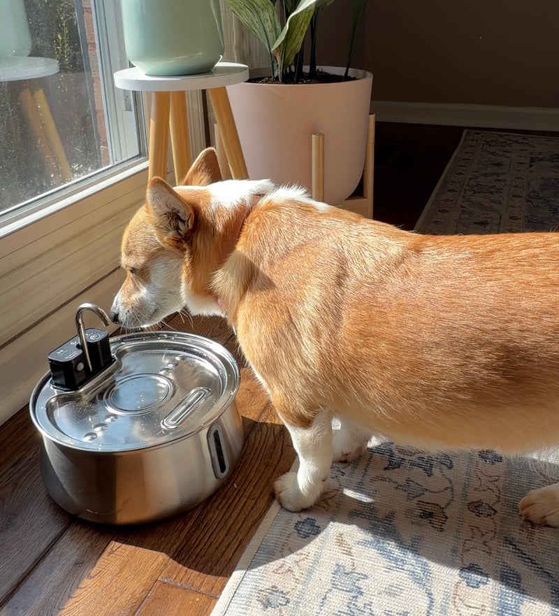 THE #1 RATED CAT FOUNTAIN, NOW BUILT FOR DOGS