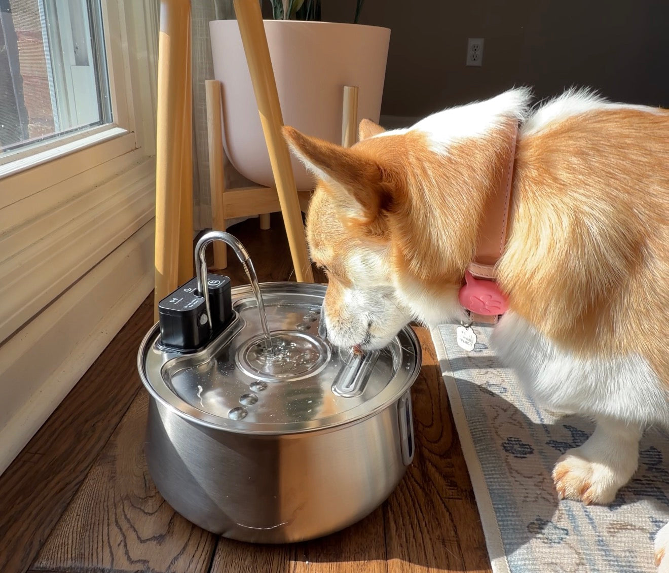 Better Hydration for a Healthier, Happier Dog