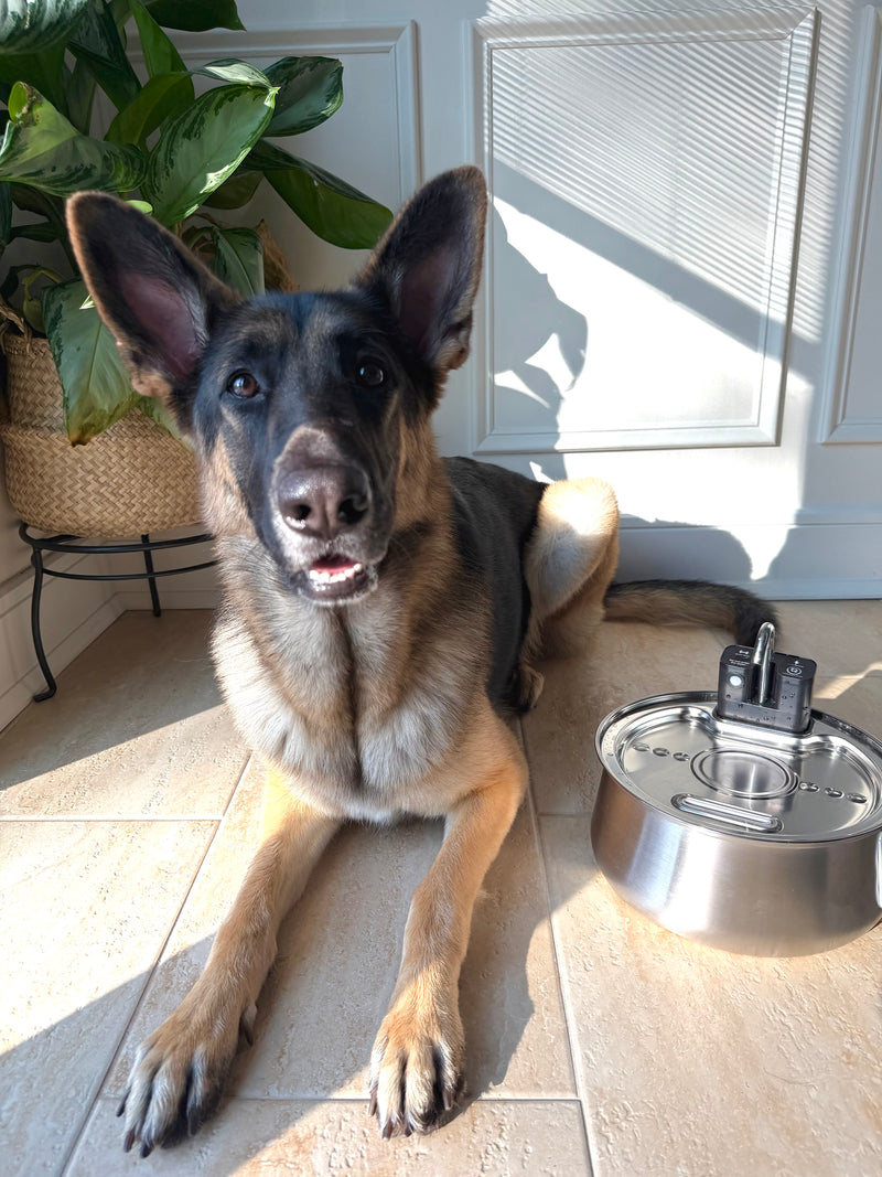 The Dog Fountain Market Was Broken. And Dog Owners Knew It.