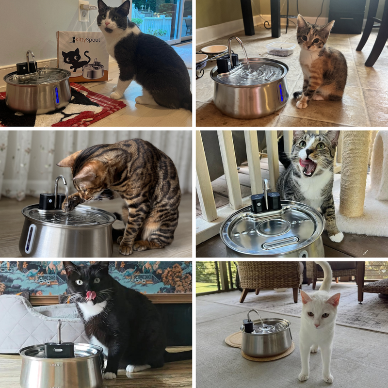 600,000+ Pet Owners Trusted Us With Their Cats