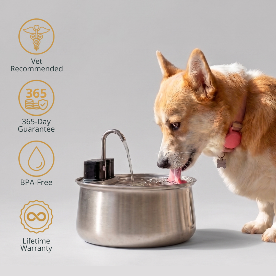 Dog drinking from a DoggySpout fountain